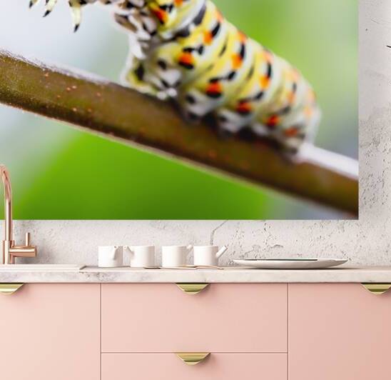 Papilio machaon Caterpillar  by Gualtiero Boffi