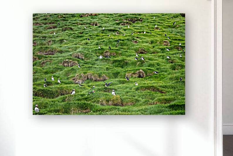 Fratercula arctica in faroe by Gualtiero Boffi