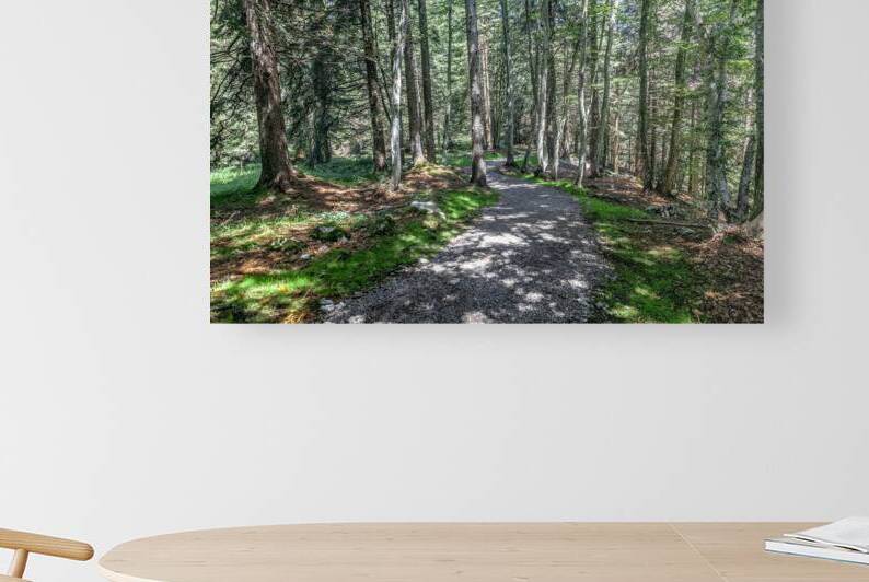 pathway in the forest by Gualtiero Boffi