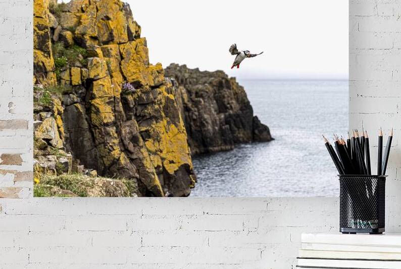 Atlantic puffin flying over ocean with cliffs in background by Gualtiero Boffi