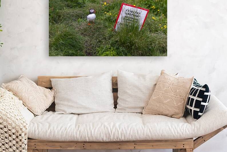 Puffin standing near bird sanctuary sign in iceland by Gualtiero Boffi