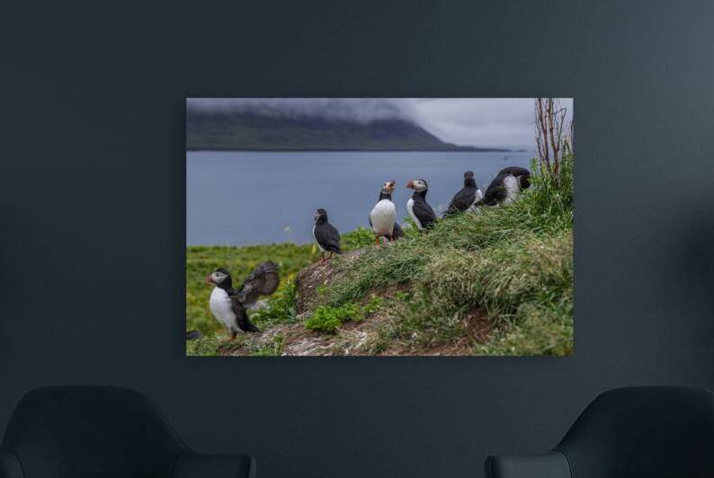 Group of atlantic puffins standing on coastal cliffside by Gualtiero Boffi