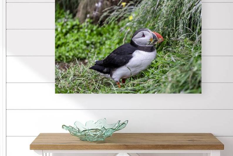 Atlantic puffin gathering nesting material in its beak by Gualtiero Boffi