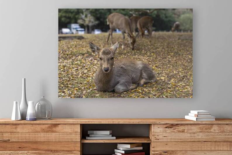 Young deer resting on fallen leaves in nara park by Gualtiero Boffi