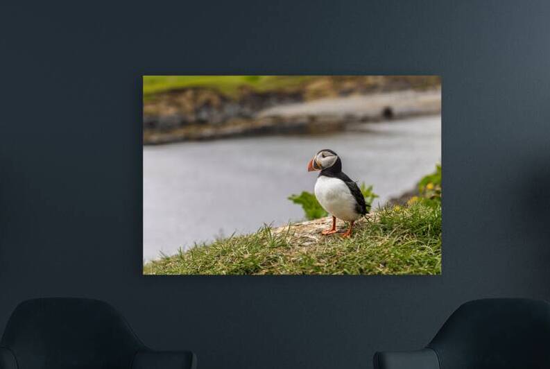 Atlantic puffin standing on grassy cliff overlooking water by Gualtiero Boffi