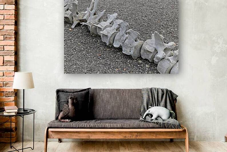 whale Whale vertebrae forming a line on gravel ground by Gualtiero Boffi