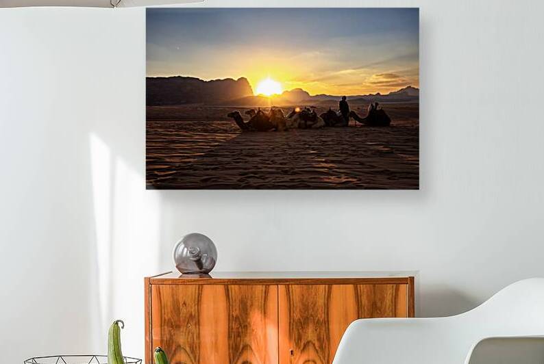 Dromedaries resting in the sand of wadi rum desert at sunset wit by Gualtiero Boffi