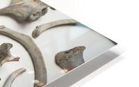 bones human remains  HD Metal print