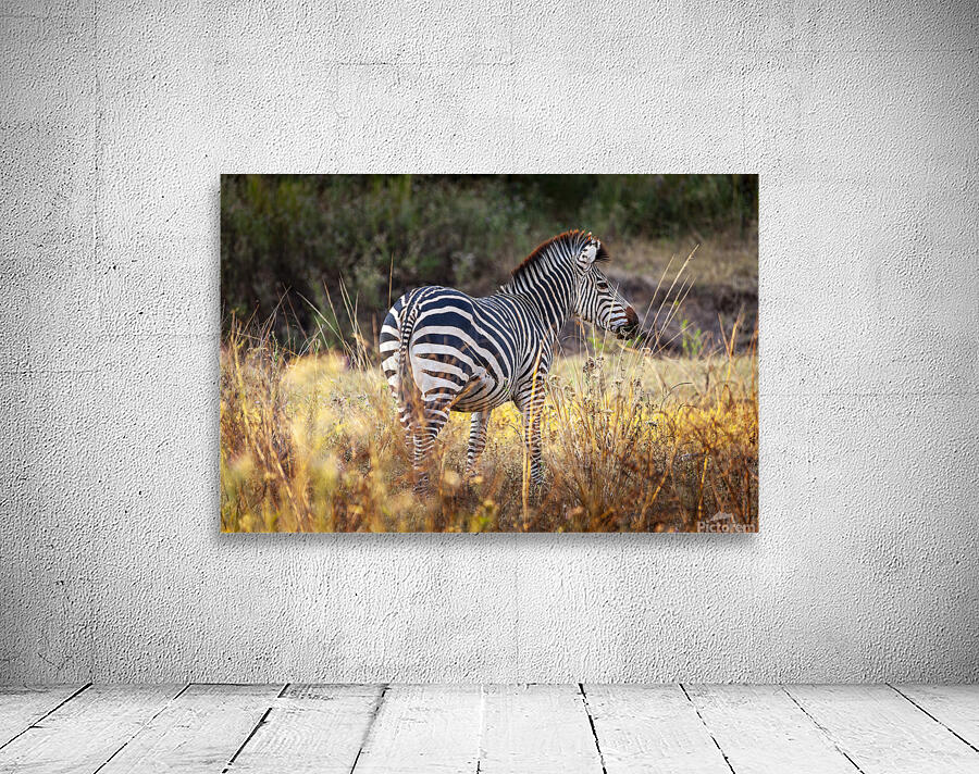 African zebra in the tall grass  Wall Preview