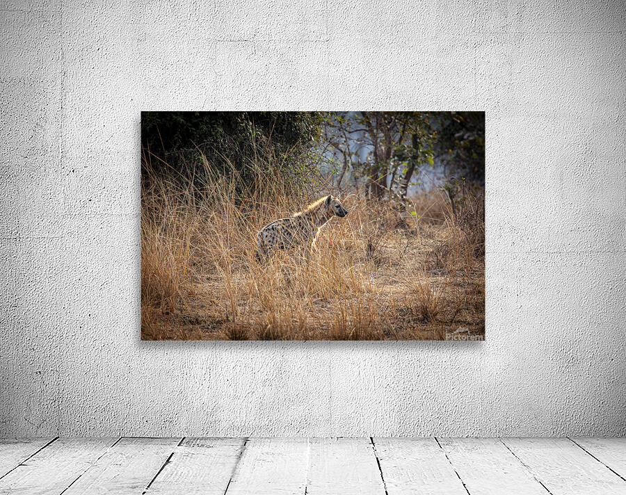 spotted hyena background Wall Preview