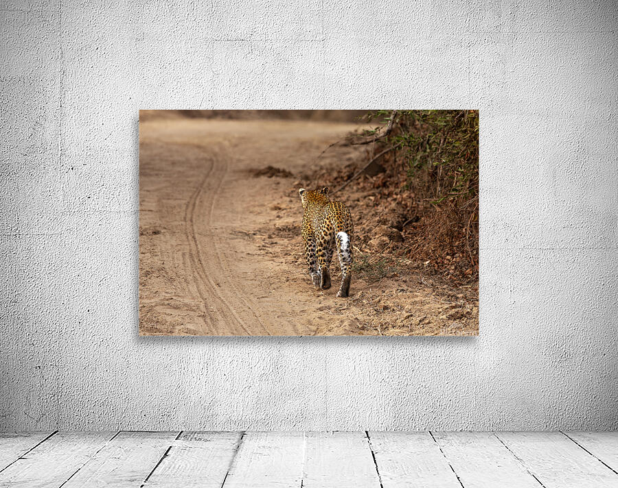 leopard walks in the savannah Wall Preview