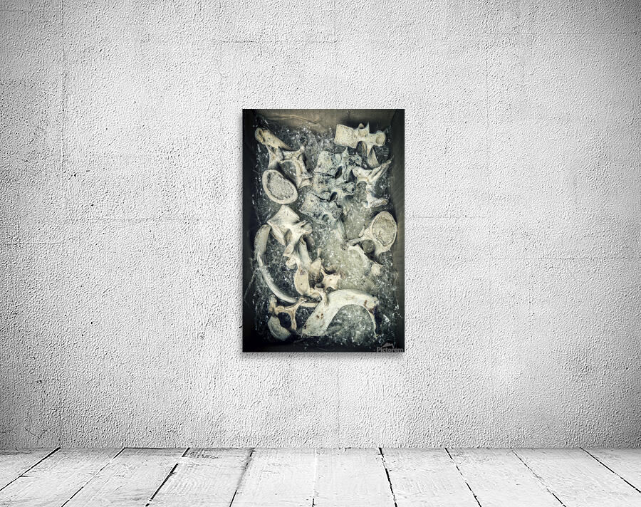 human bone vertebrae in a cardboard box  Wall Preview