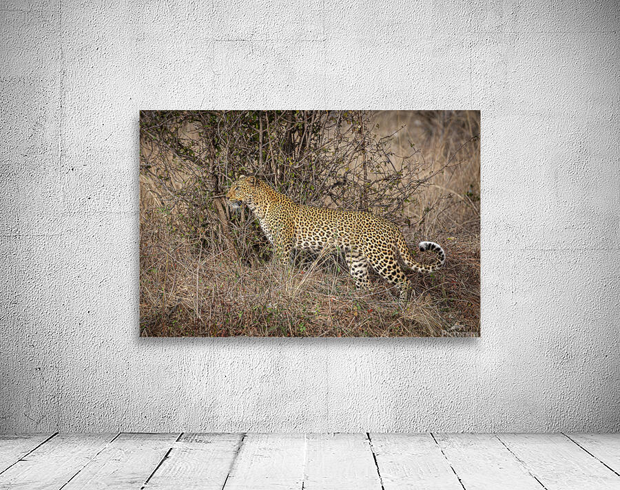 African leopard background Wall Preview