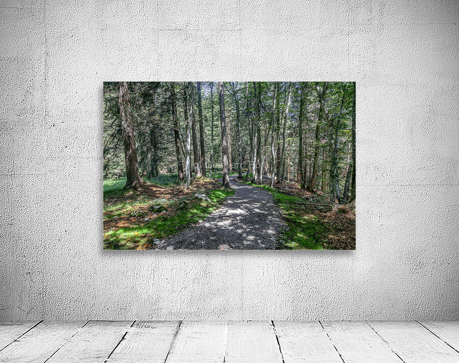 pathway in the forest Wall Preview