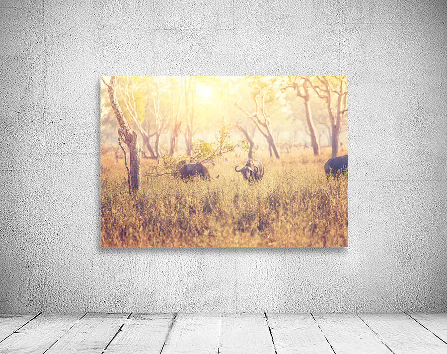 malawi buffalo background Wall Preview