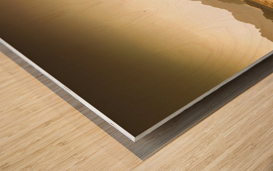 wandering camels background Wood print