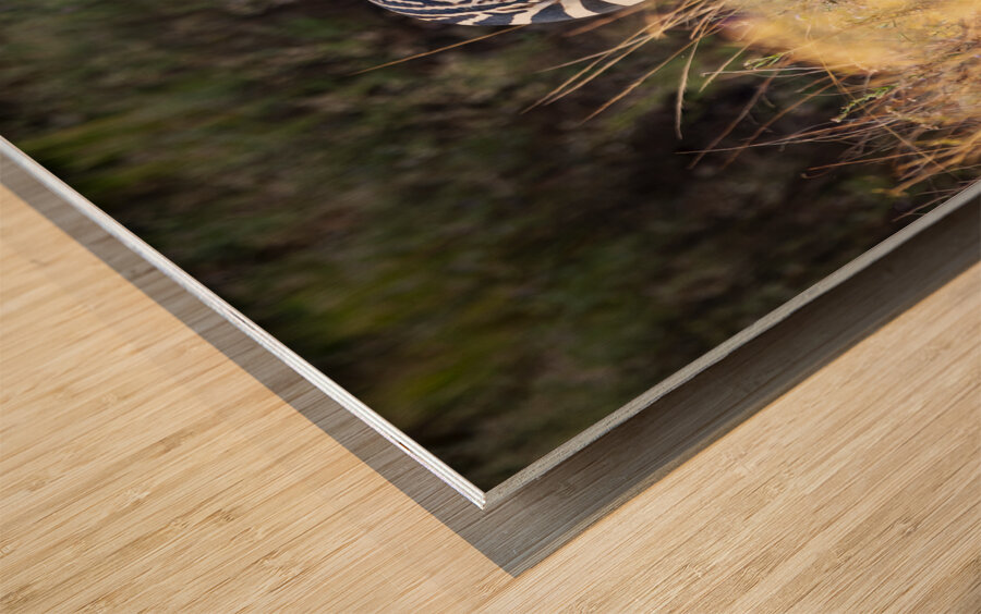 African zebra in the tall grass  Wood print