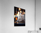 beer cat at the pub 4 4k Acrylic Print