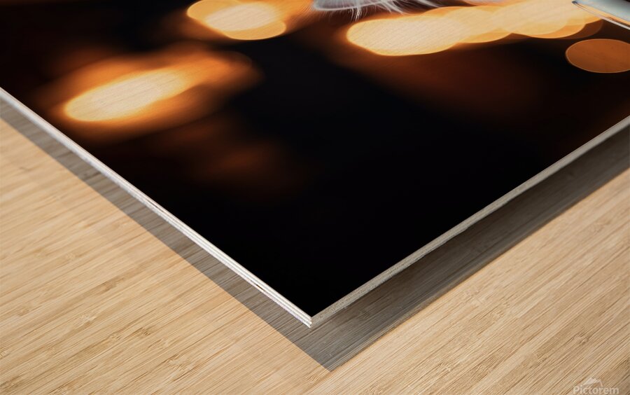 beer cat at the pub 4 4k Wood print