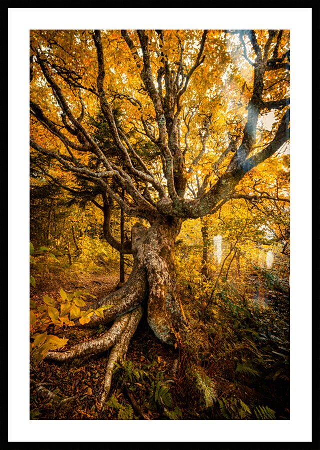 Craggy Orchards 2 Picture Frame print