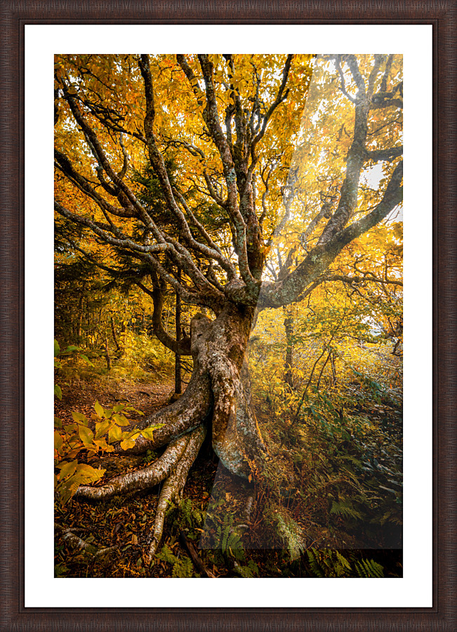 Craggy Beech Picture Frame print