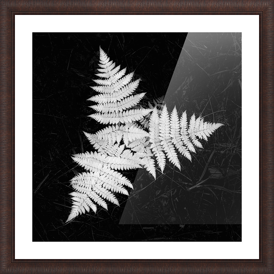 Fernizmo Picture Frame print