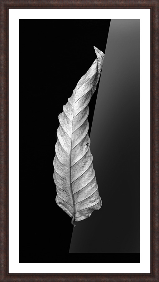 The Leaf Picture Frame print