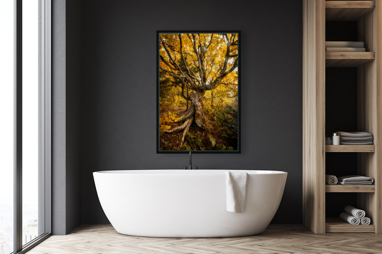 Craggy Beech Reproduction