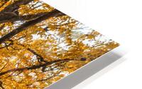 Craggy Orchards 3 HD Metal print