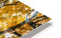 Craggy Beech HD Metal print