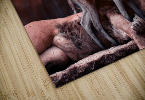 lion and deer Vibrant Canvases puzzle