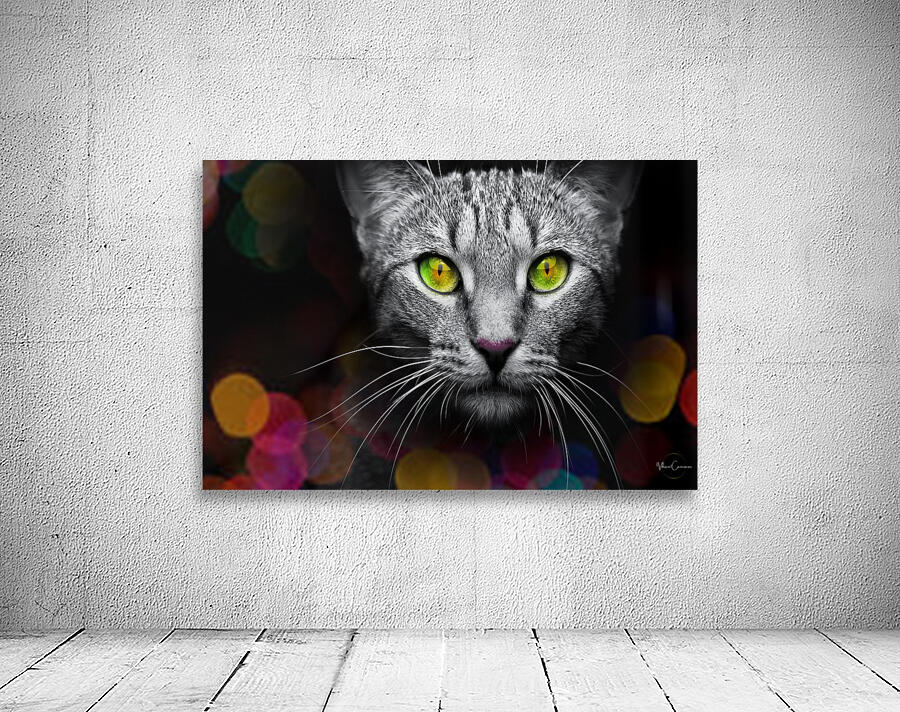 cat bokeh  Wall Preview