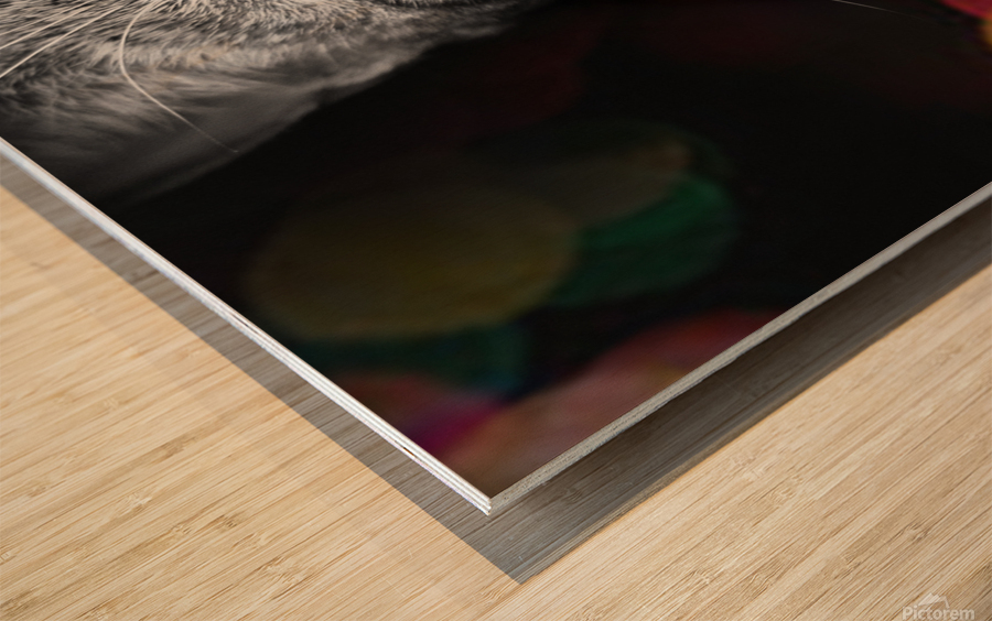 cat bokeh  Wood print