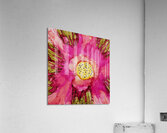 Tickled Pink Tulip Acrylic Print