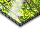 CRW 009 Acrylic print