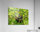 CRW 009 Acrylic Print