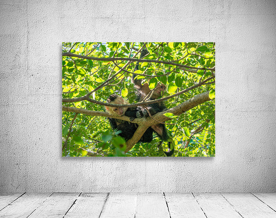 CRW 009 Wall Preview