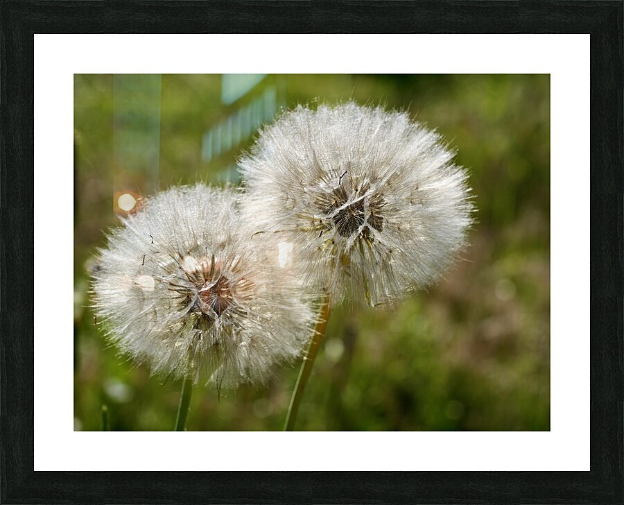  Puff Picture Frame print