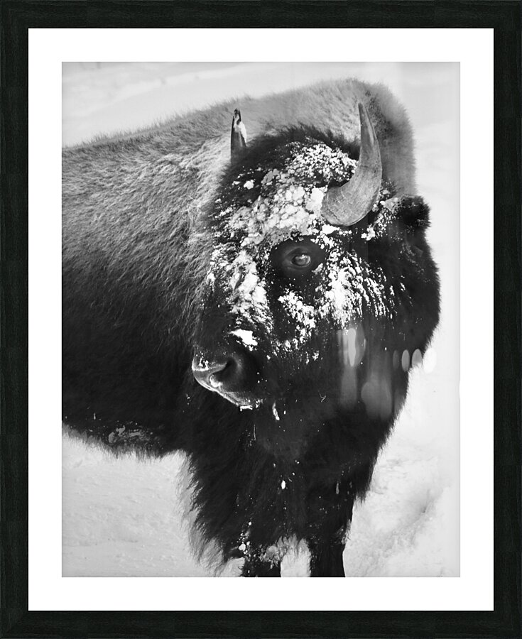 Buff b&w Picture Frame print