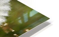  Puff HD Metal print
