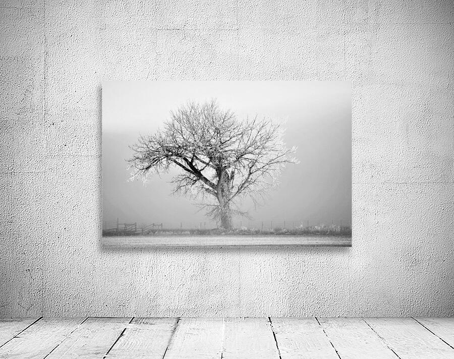 Frosted Tree Wall Preview
