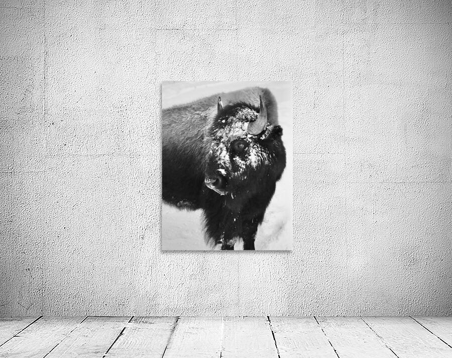 Buff b&w Wall Preview