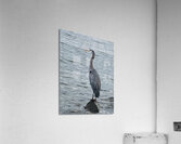 BlueHeronPR Acrylic Print