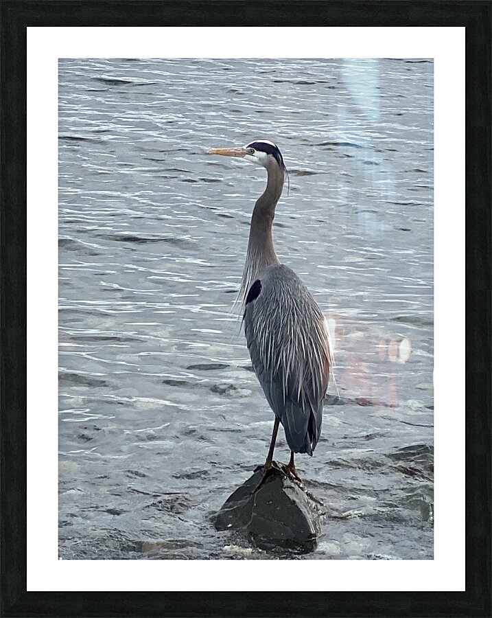 BlueHeronPR Picture Frame print