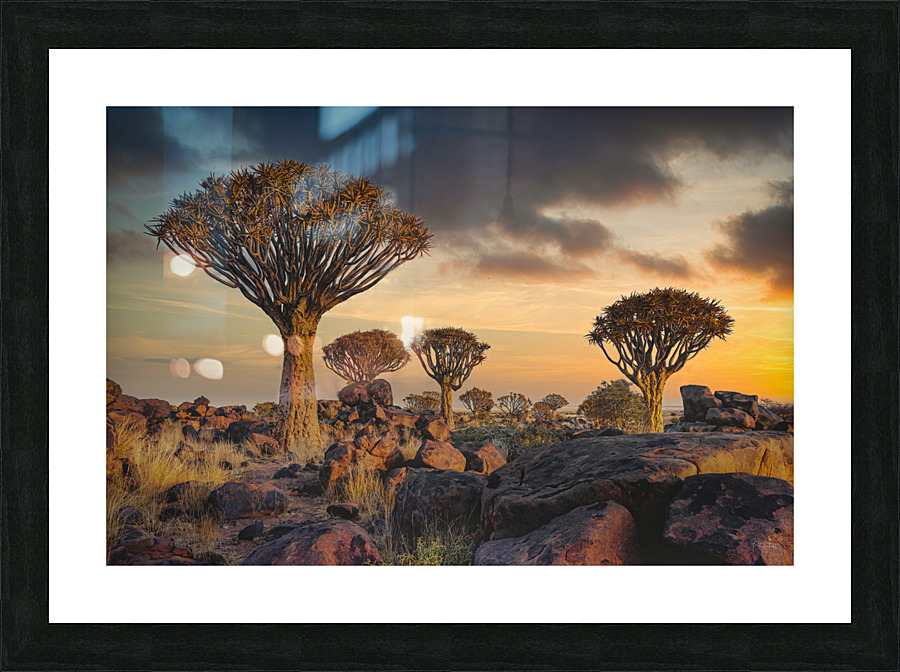 The Quiver Tree Forest Picture Frame print