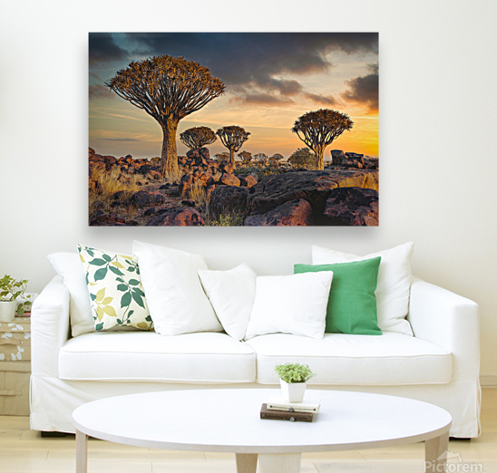 The Quiver Tree Forest Reproduction