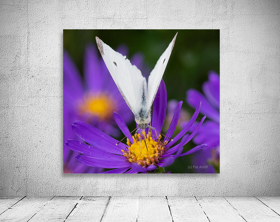 Butterfly Portrait Wall Preview