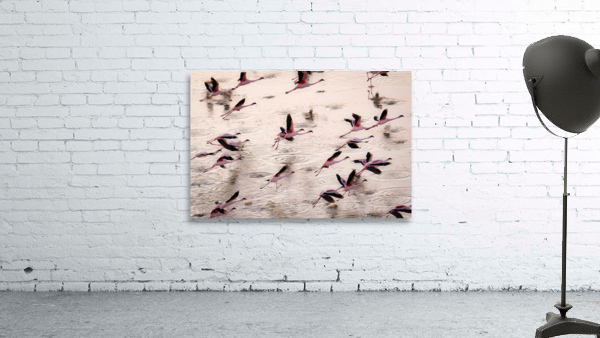 Flamingos Take Flight Wall Preview