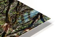  Moloka’i Forest Reserve HD Metal print