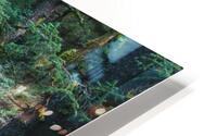 Kodiak Forest HD Metal print
